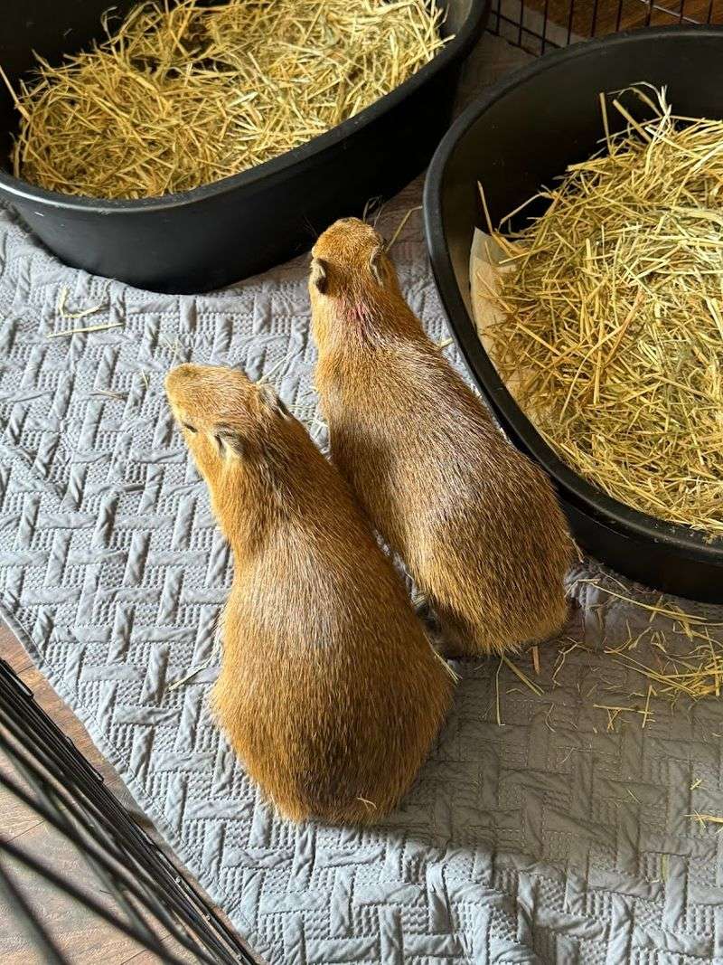 What To Expect With Capybaras