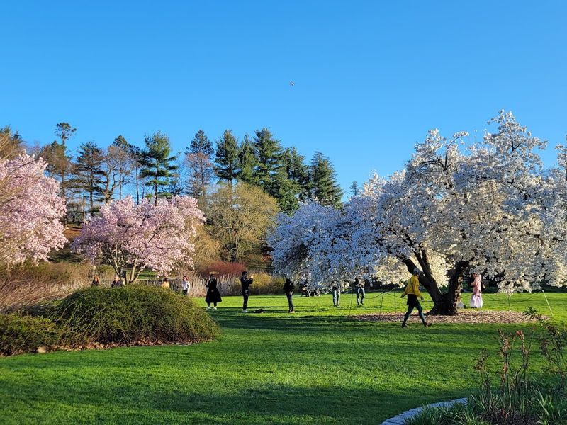 Arnold Arboretum Walk