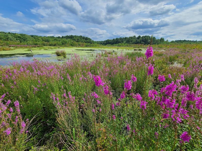 Stony Brook Wildlife Sanctuary (Norfolk)