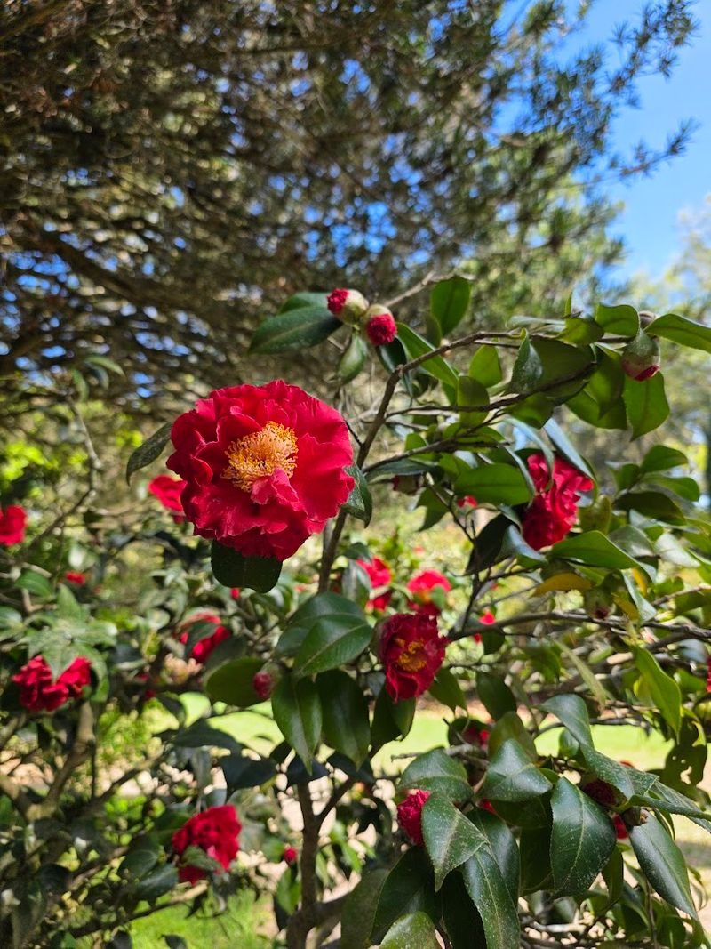 Camellia All&eacute;es and Peak Bloom Window