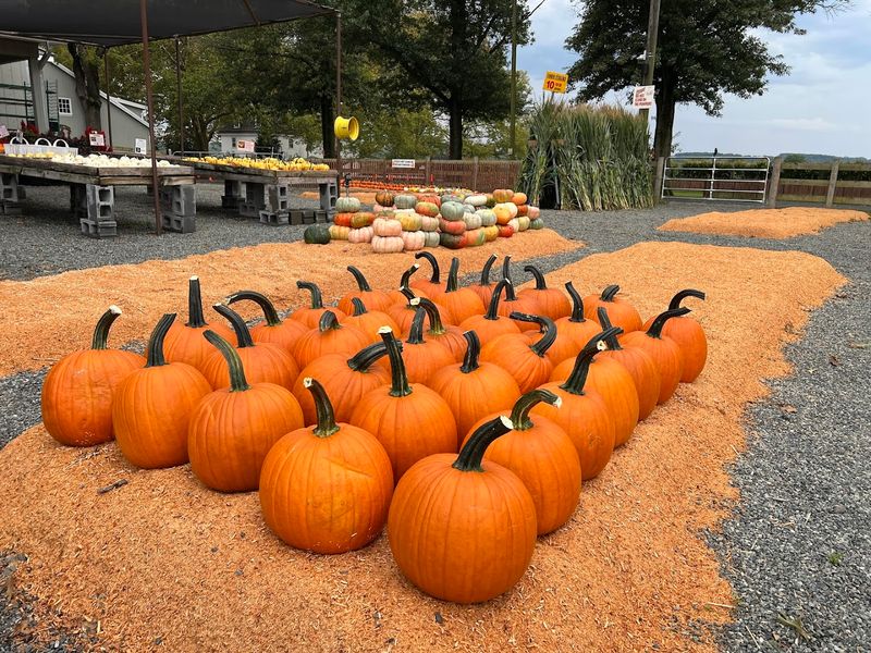 Fall at Merrymead Feels Like a Completely Different Place