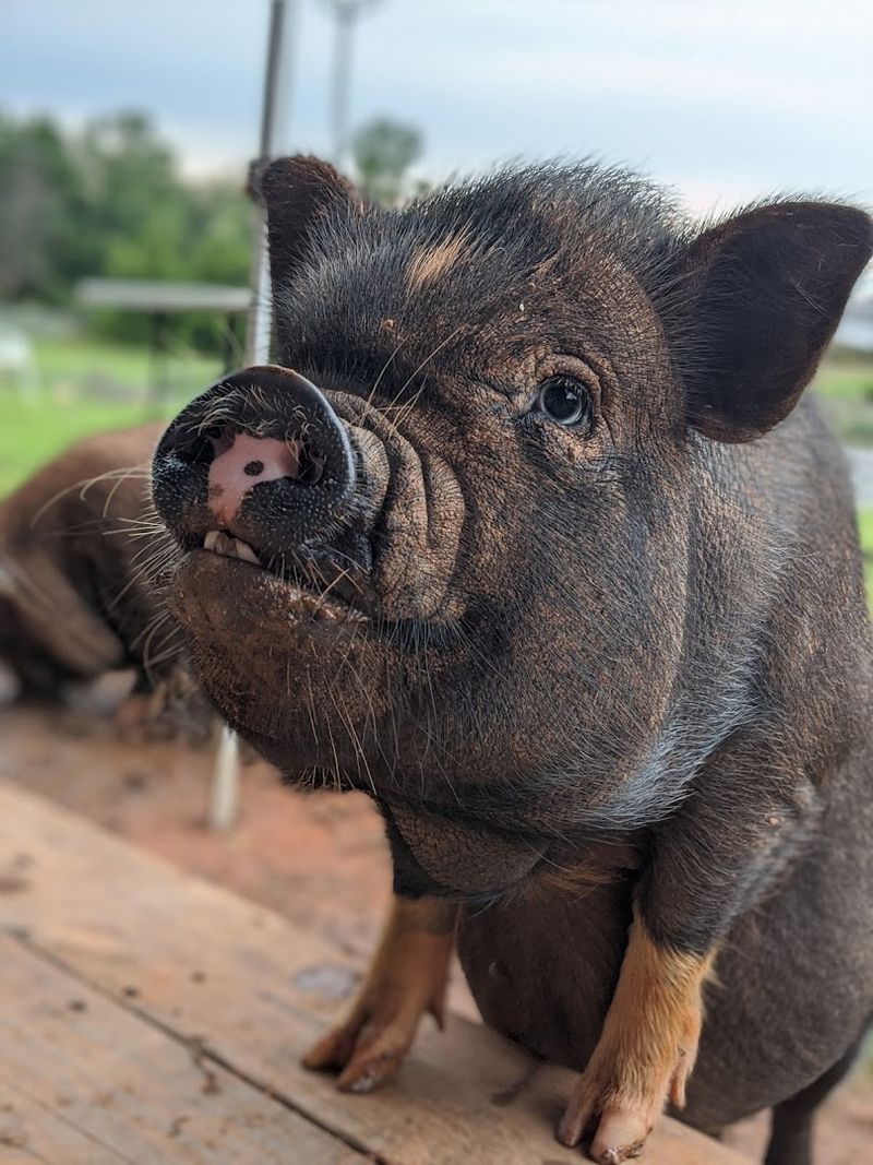 Let the Baby Pigs Steal the Visit