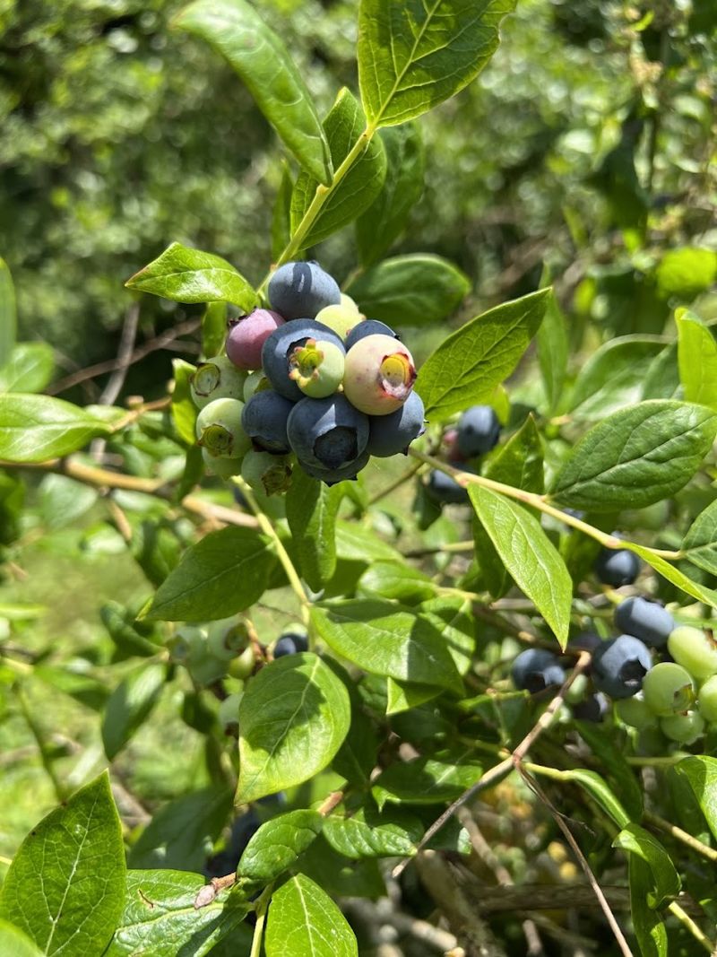 Snow Farm Blueberries (Vilas, NC)
