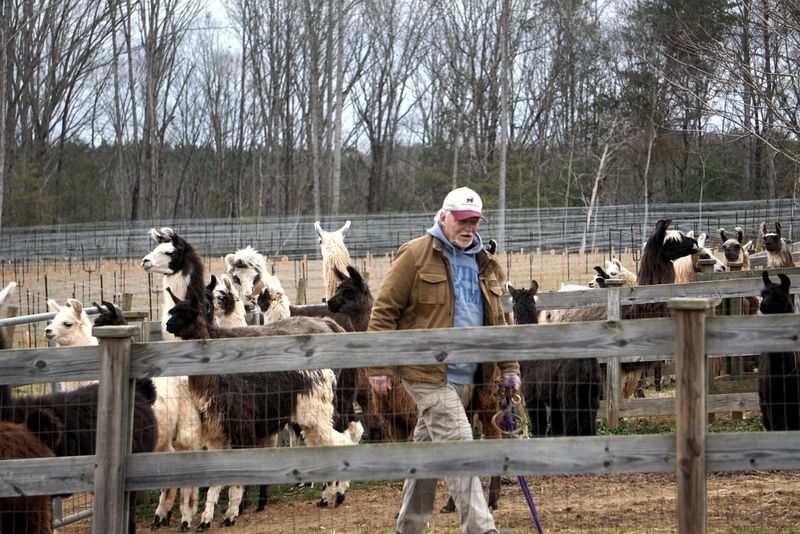 Home to the Southeast's largest llama herd
