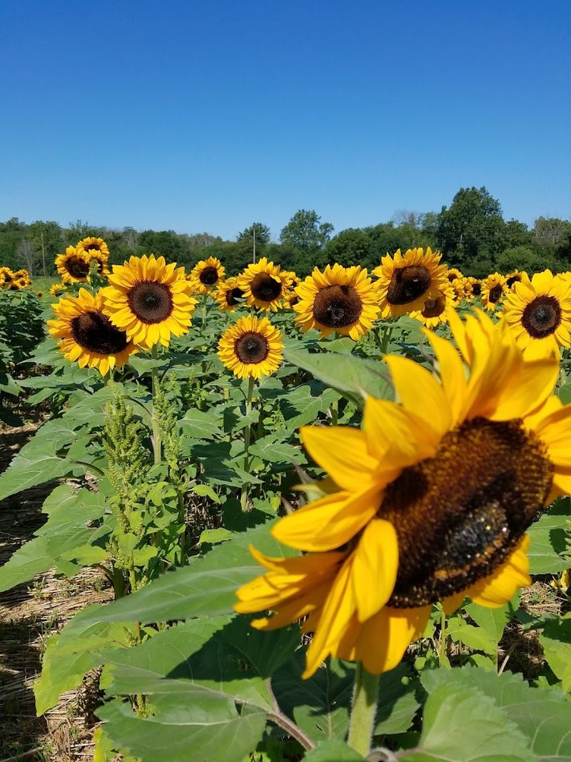 Lohstroh Family Farms (Mount Sterling, Ohio)