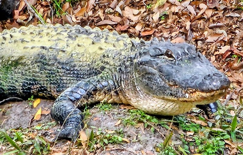 Wildlife Encounters You Won't Soon Forget