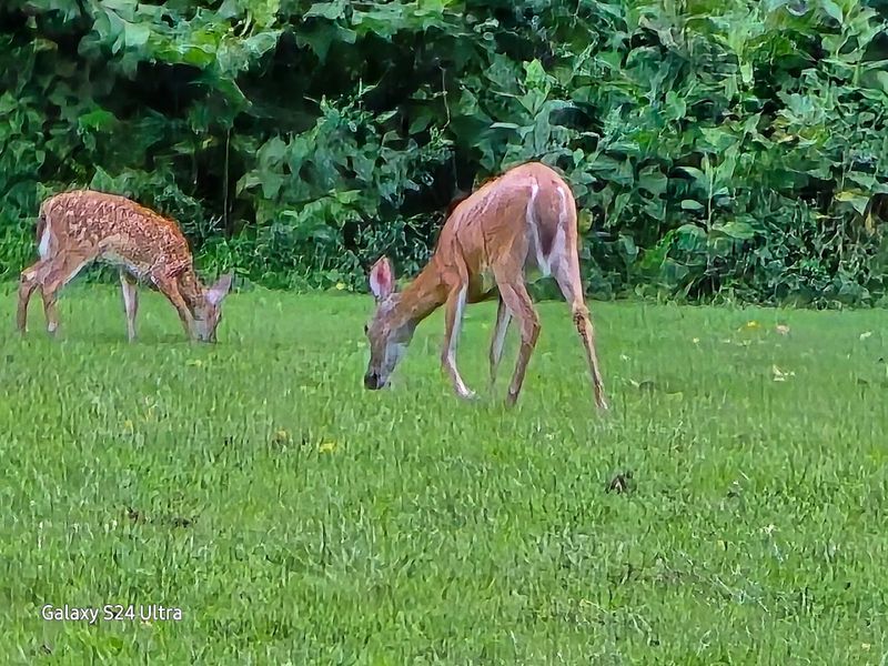 Wildlife and Nature Watching in the Surrounding Mountains