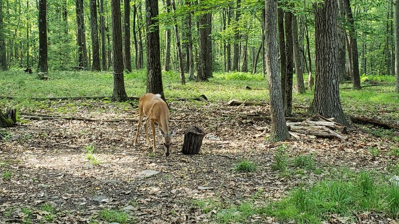 Bald Eagle Watching and Wildlife Observation