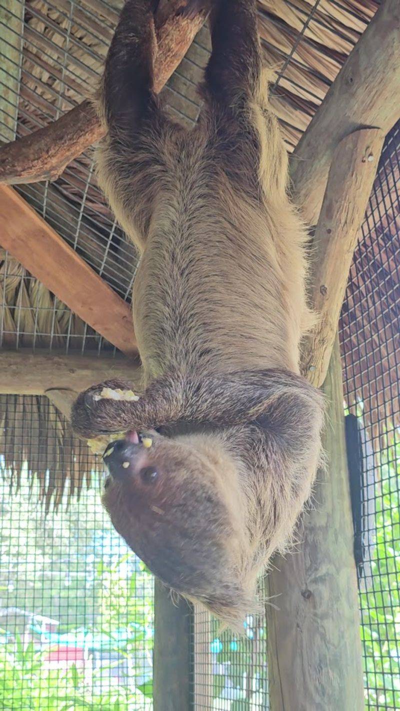 Sloths, Snacks, and Slow-Motion Wonder