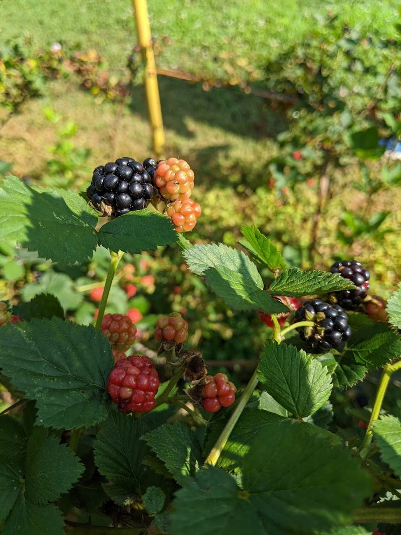 Lineberger's Farm (Dallas)