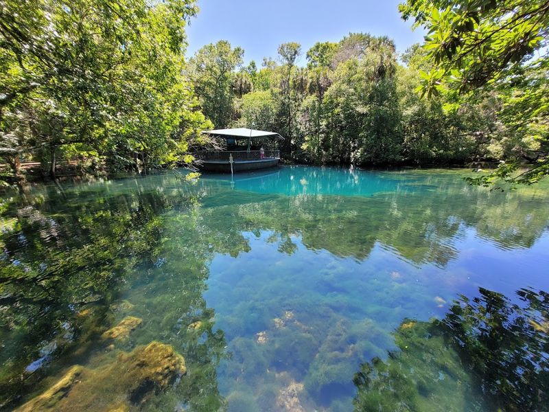 Homosassa Springs &mdash; Manatees Below the Surface