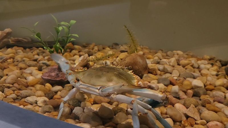 North Carolina Estuarium