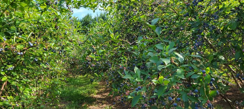 Mini Acres Farm (Raleigh, NC)
