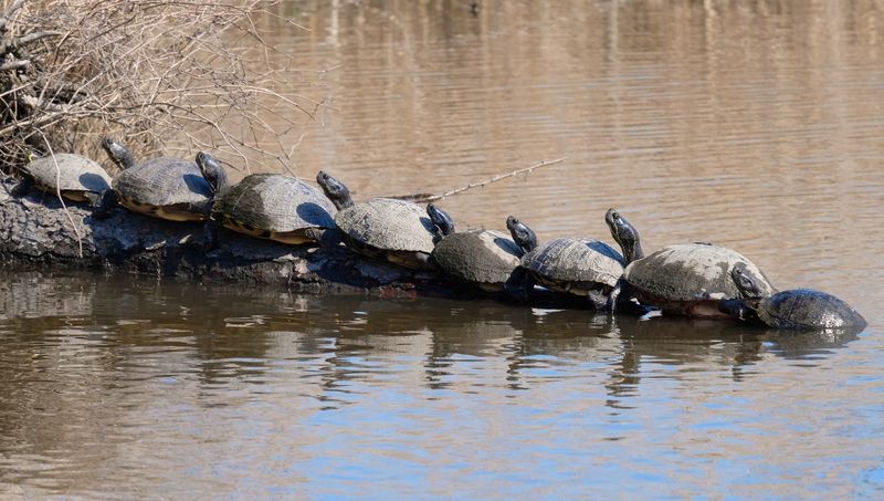 Mackay Island National Wildlife Refuge &mdash; Knotts Island