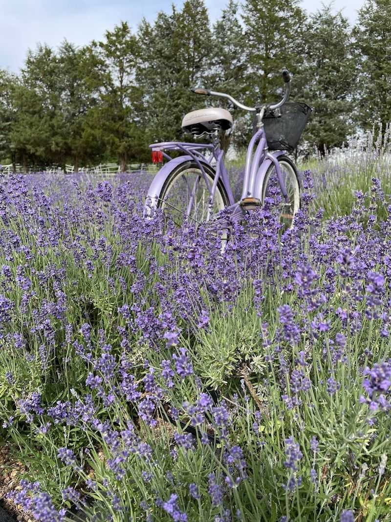 Notice the Living Lavender Scent