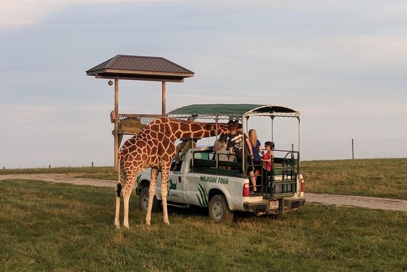 Practical Tips for Visiting The Wilds