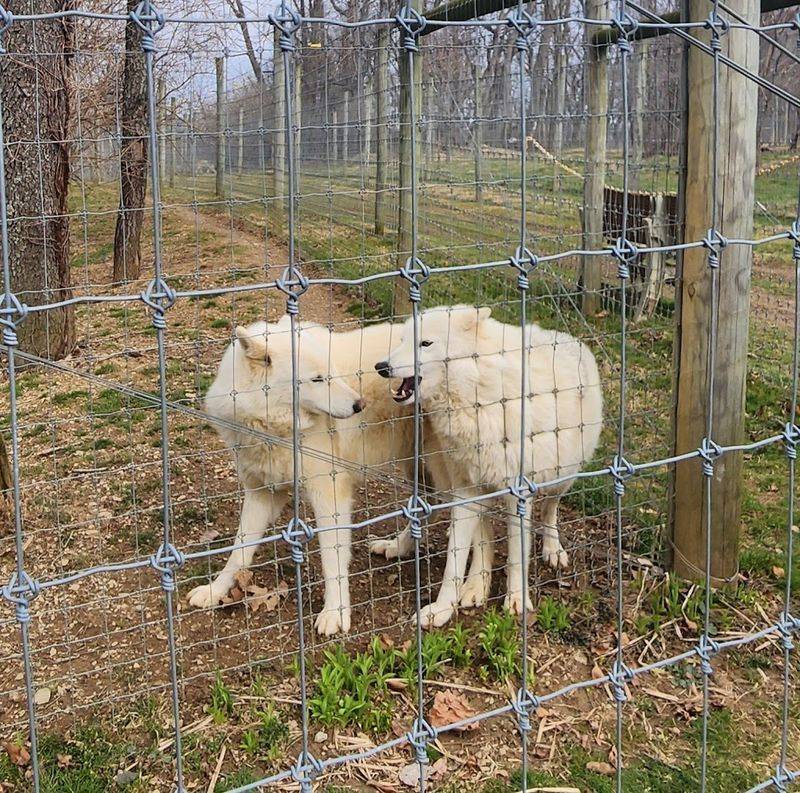 Wolf Sanctuary of PA (Lititz)