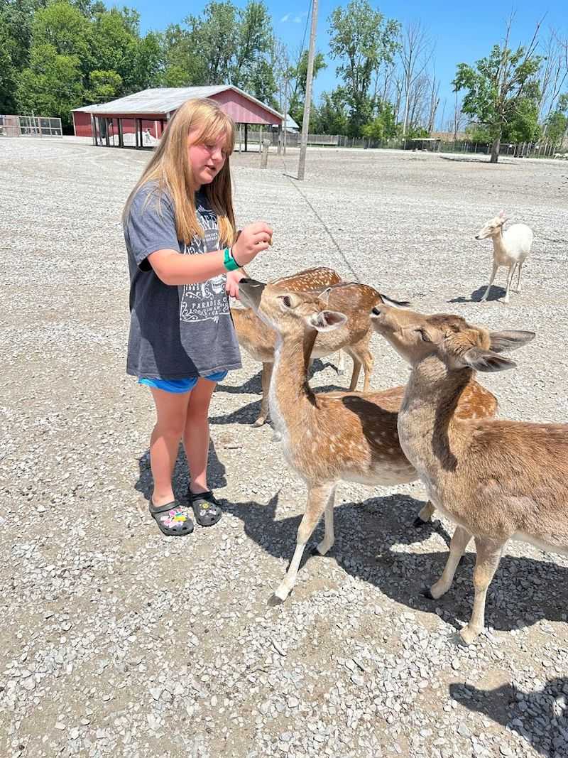 The Best Strategy for Feeding Without Getting Swarmed