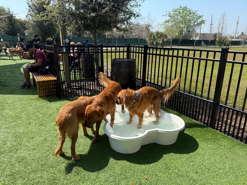 Extras Like Grooming and Events