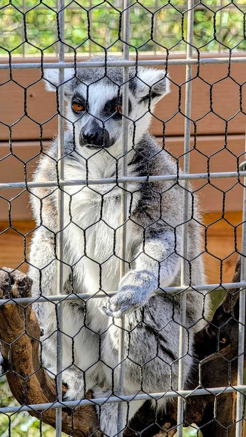 A Surprisingly Diverse Animal Collection