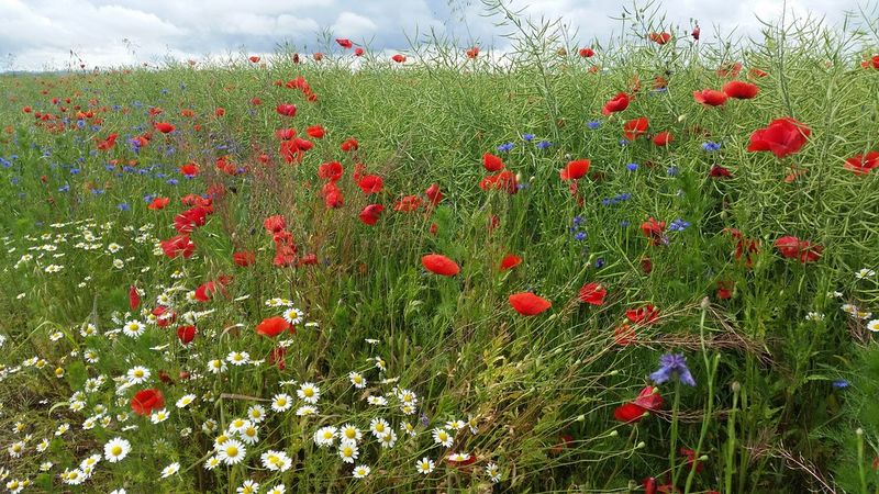 Visitor Information and Best Times to Go