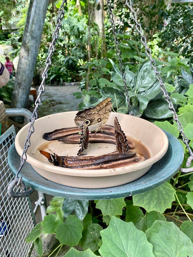 Butterflies That Make Timing Your Visit Matter