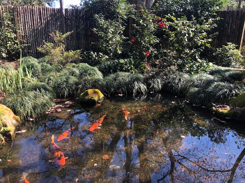Massee Lane Gardens