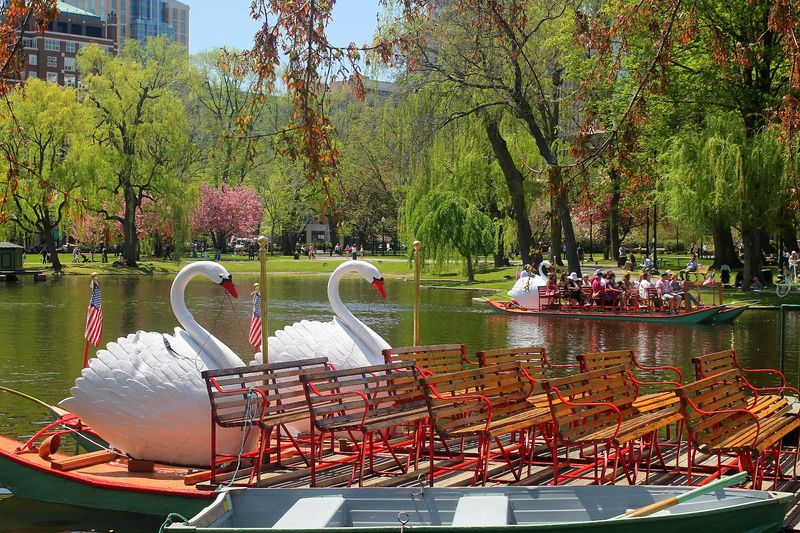 Swan Boat Ride in Boston Public Garden