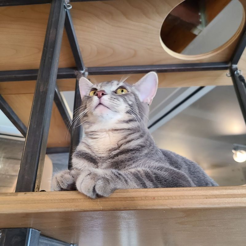 Where The Cats Steal The Show