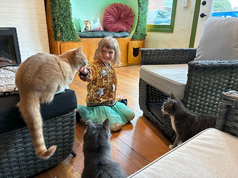 Cat Lounge Interaction: What to Expect