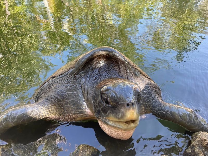 Feed The Turtles Experience