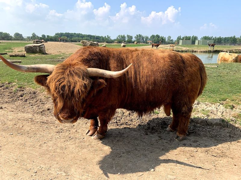 African Safari Wildlife Park