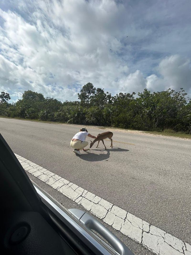 Practical Tips for Planning Your National Key Deer Refuge Visit