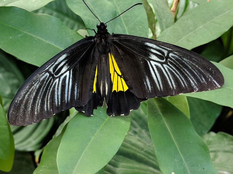 Up-Close Encounters with Butterflies