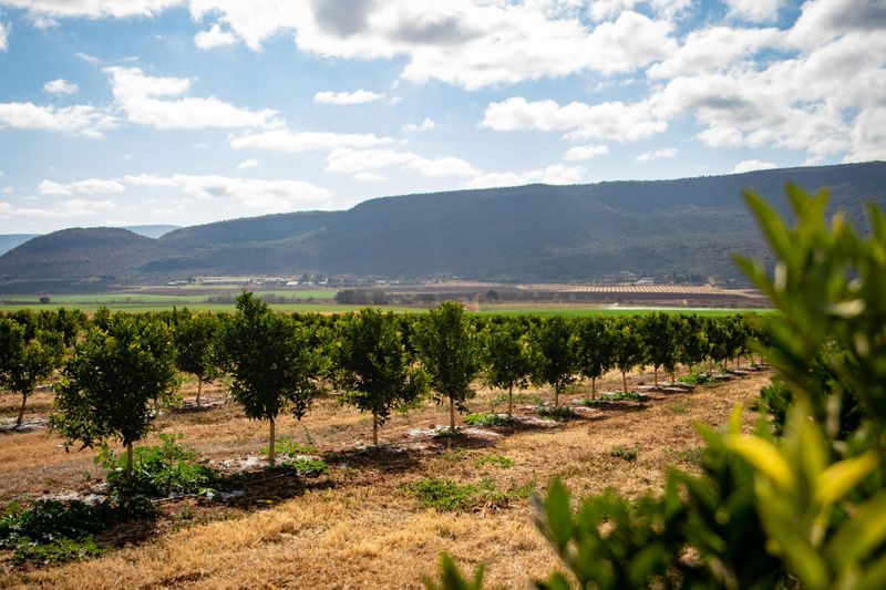 Hidden Valley Orchards
