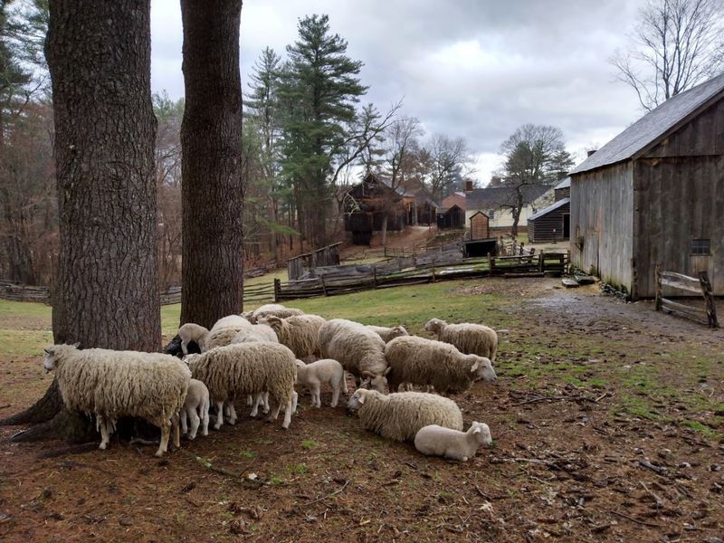 A Working Farm With Heritage Animals