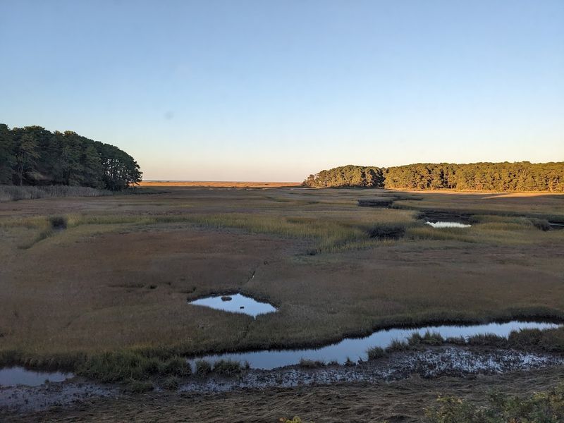 Salt Marsh Ecosystems Along the Route