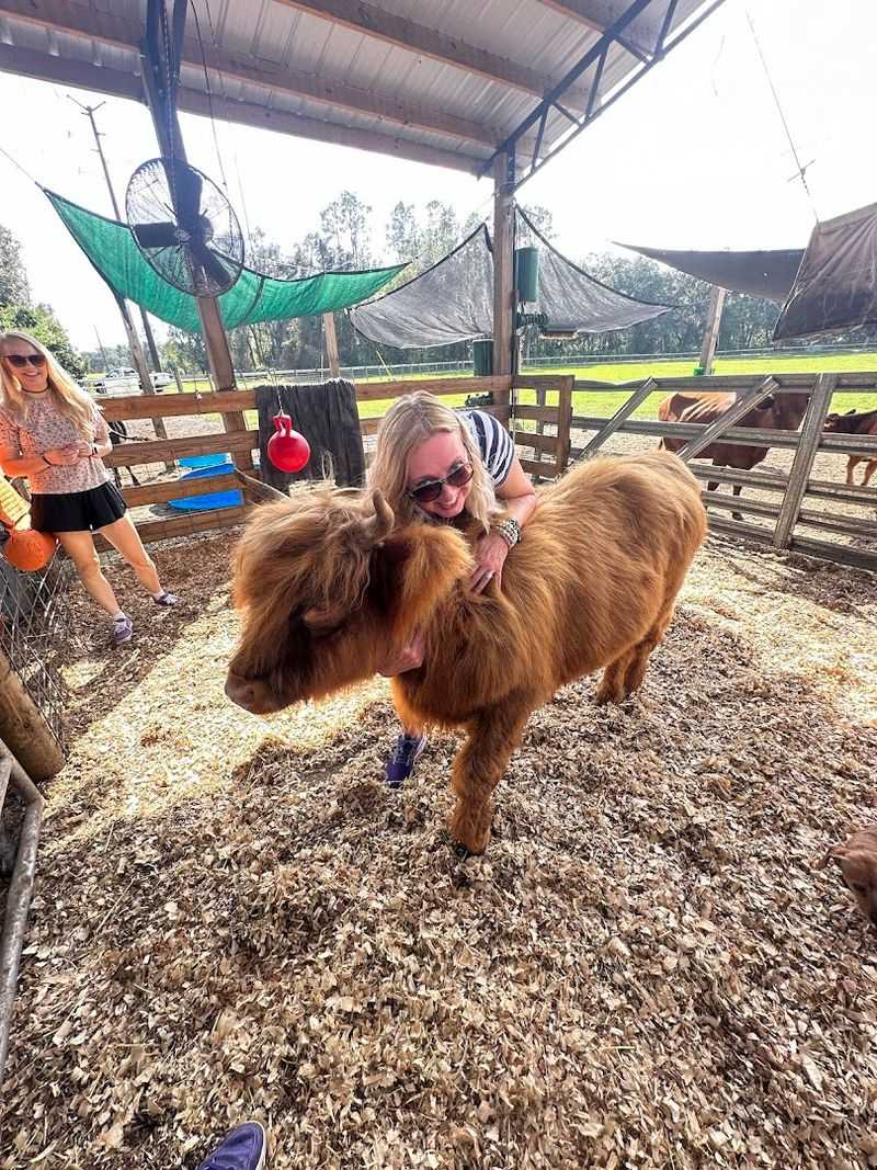 The Cow Cuddle Experience