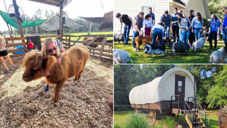 Cuddle Rescued Pigs and Cows at This Hidden North Florida Farm Sanctuary That Also Has Glamping