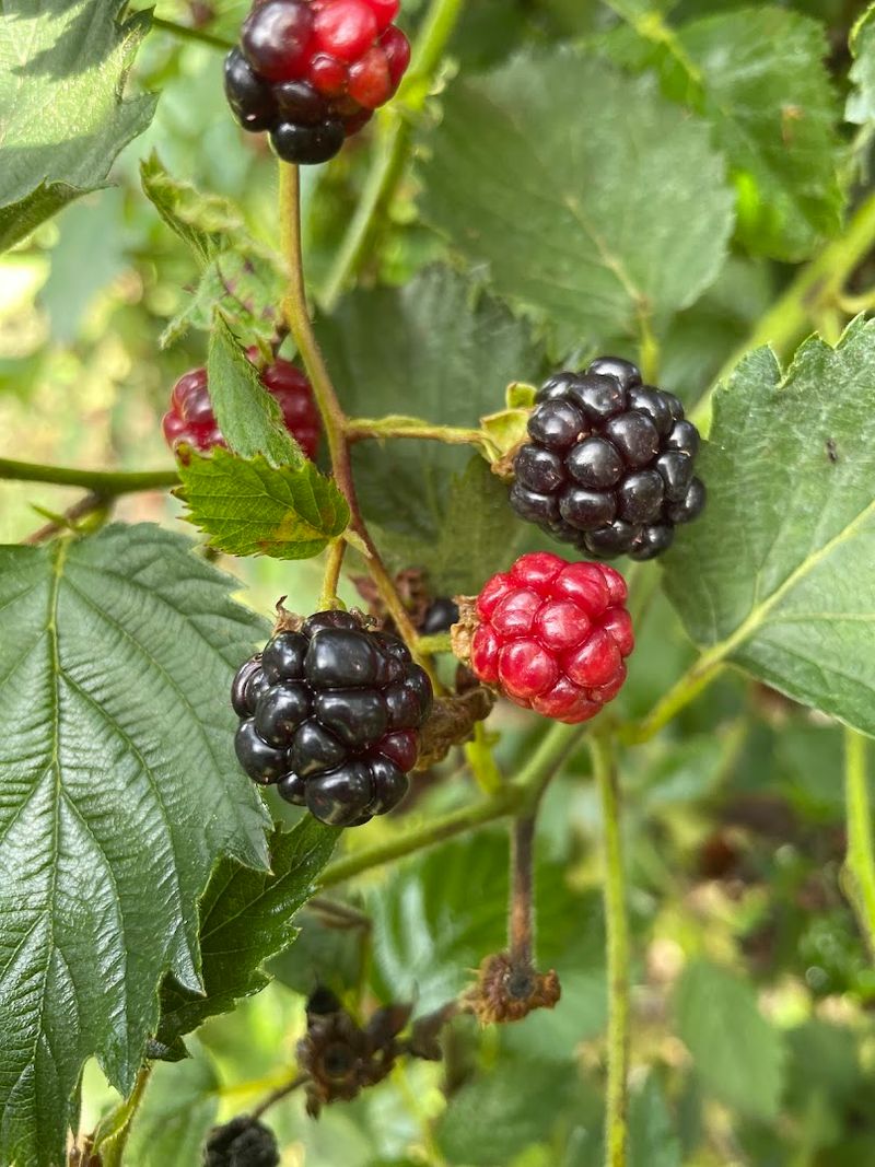 Justus Orchard (Hendersonville)