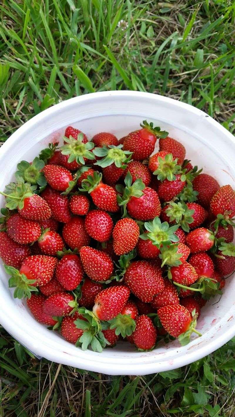 Ingram's Farm (High Point)