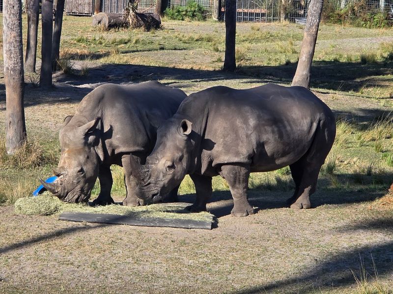Jacksonville Zoo and Gardens - Jacksonville