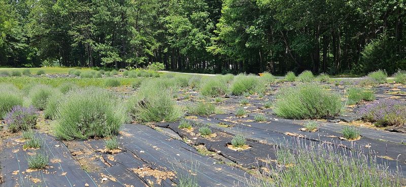 Sunshine Lavender Farm