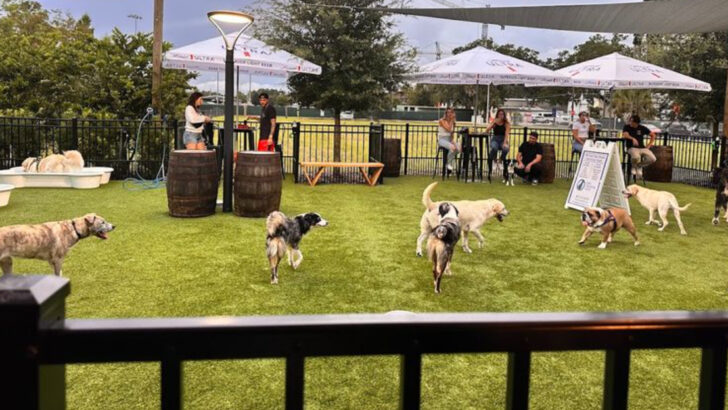 Dogs Run Free and Owners Relax at This Pup-Friendly Hangout in Florida