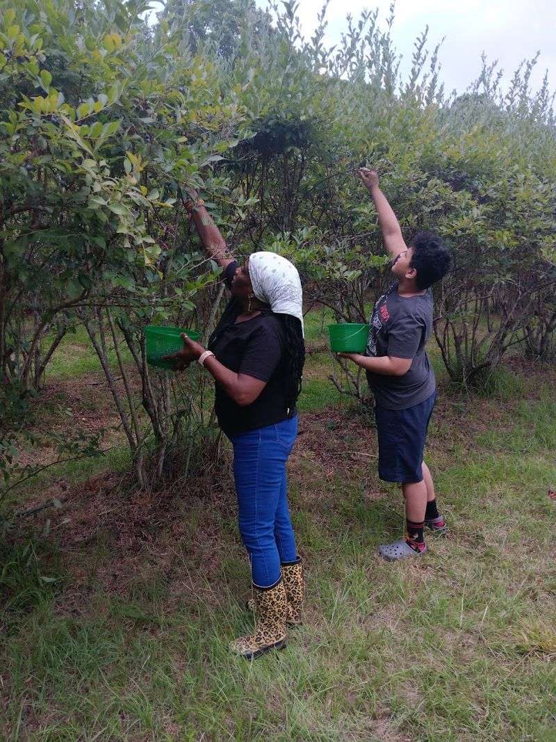 Hawk Hill Berry Farm (Mebane, NC)