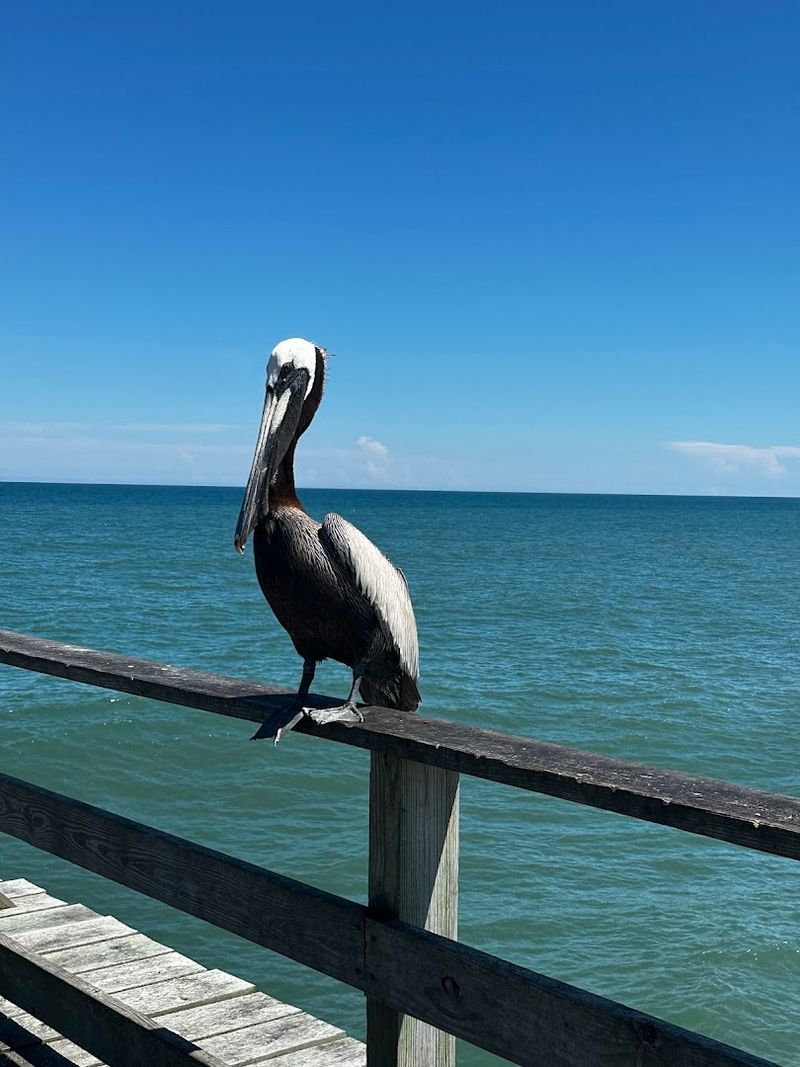 Watching Pelicans, Dolphins, and Working Boats Go By