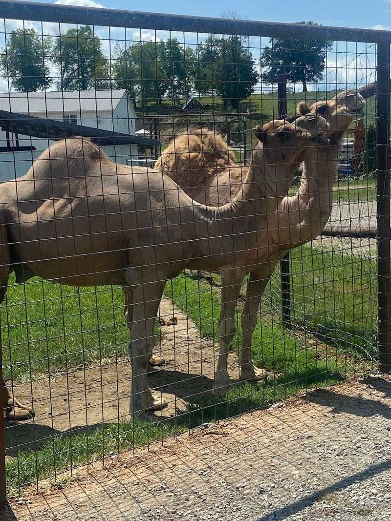 Exotic Animals You Don't Expect on a Farm