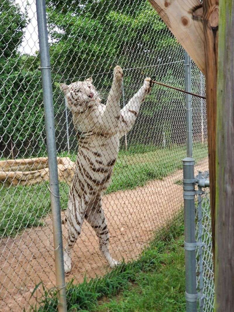 Hand-Feeding Tigers: What To Expect