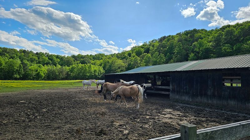 Riverside Riding Stables (Rutherfordton)