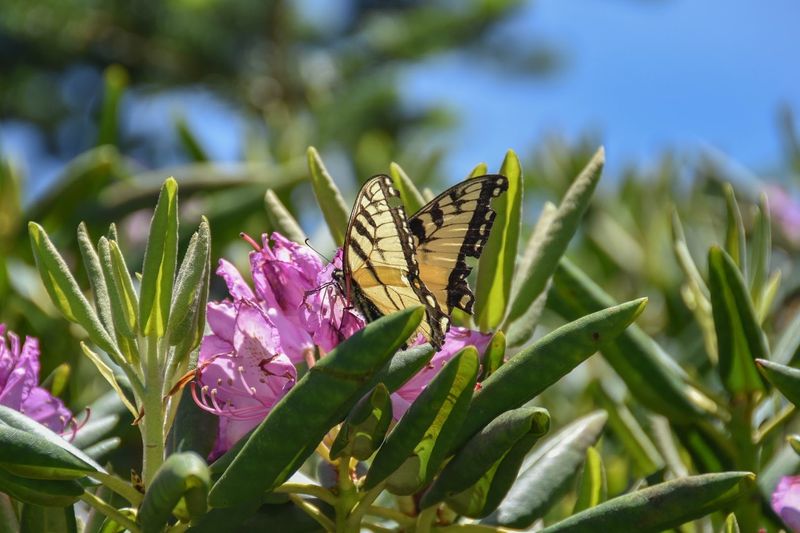 A Rare Ecosystem You Won't Find Elsewhere in the South